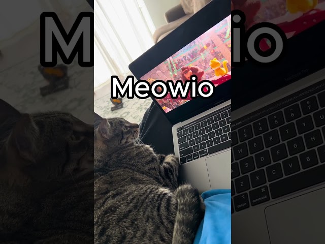 "it's me, Meowio" Animals Say Silly Stuff #shorts #cats #animalssaysillystuff