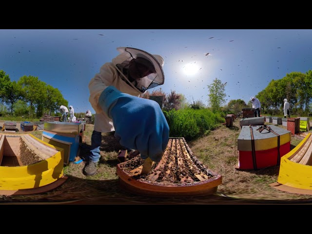 Voyage avec les abeilles - vidéo 360°