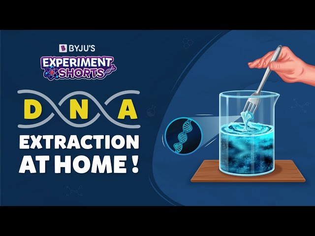 How To Extract DNA From Banana? | DNA Extraction At Home | Experiment Shorts | #YTShorts