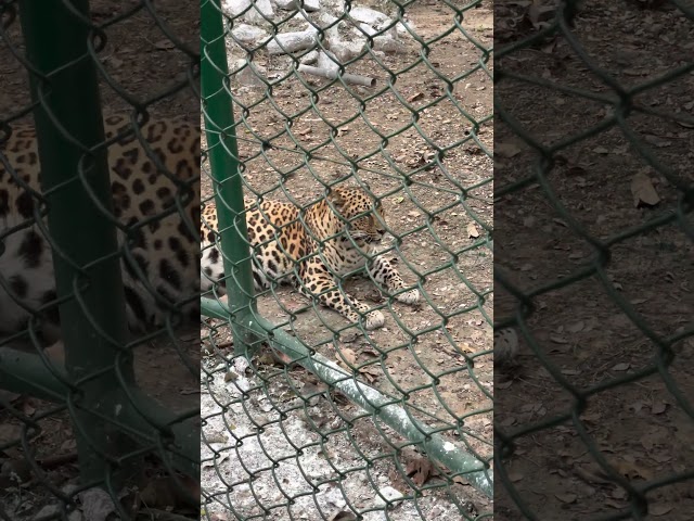 Leopard at Tata steel Zoological Park