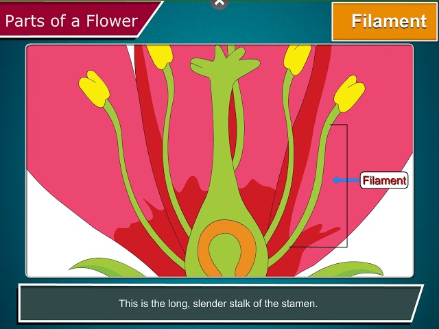 Parts of a Flowers | Science Class 5