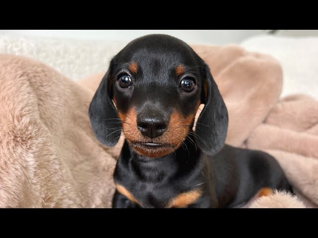Mini Dachshund male puppy. He is so gentle and sweet.