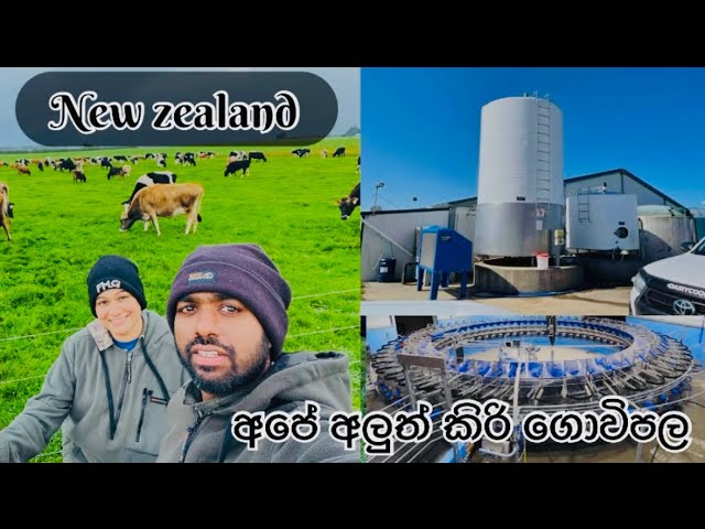 පියවරක් ඉදිරියට ගිය අපේ ගොවිපල ව්‍යාපාරය ||Dairy Farming In New Zealand 🇳🇿