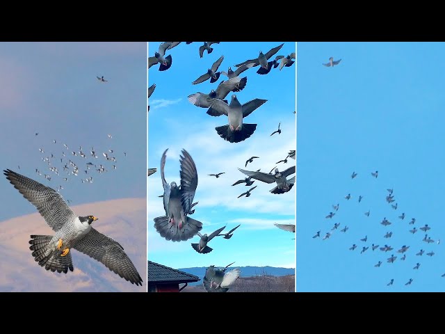 Falcon's Marathon Chase - Racing Pigeons VS. Raptors (Ep.3)