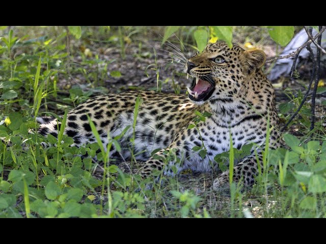 Botswana 2022 Highlights! Leopards, Lions, Cheetahs & More at Pom Pom Camp, Kwara & Gomoti Plains