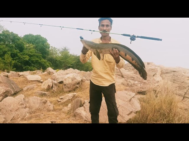 snakehead fishing in odisha 2024