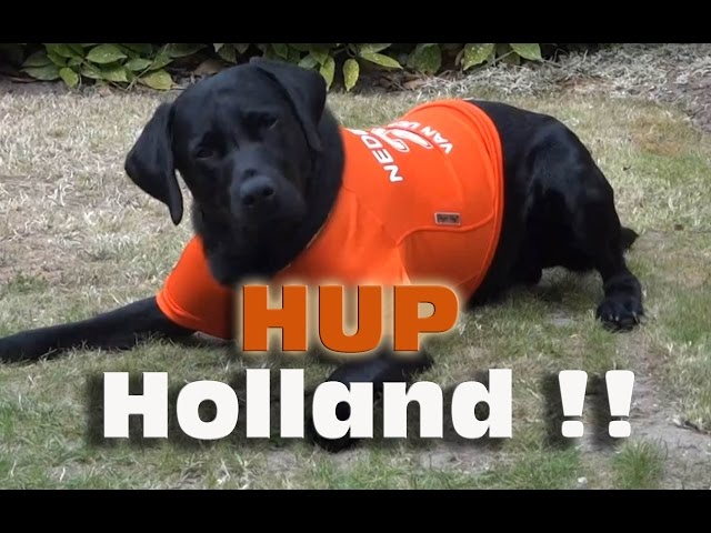 Hup Oranje ;-) Ike the Black Labrador starring in adidas football commercial parody