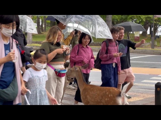ウェーヴ映画「ナラタージュ：映画は終わる |  nara deer park japan mini vlog | nara japan | Geico Michael | japan trip