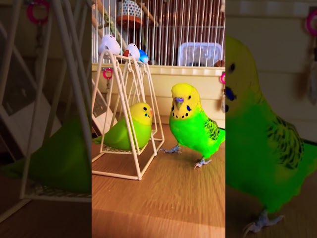 Fun Stuff to Do with a Budgie or Parakeet! #viral  #funny #trending#shorts