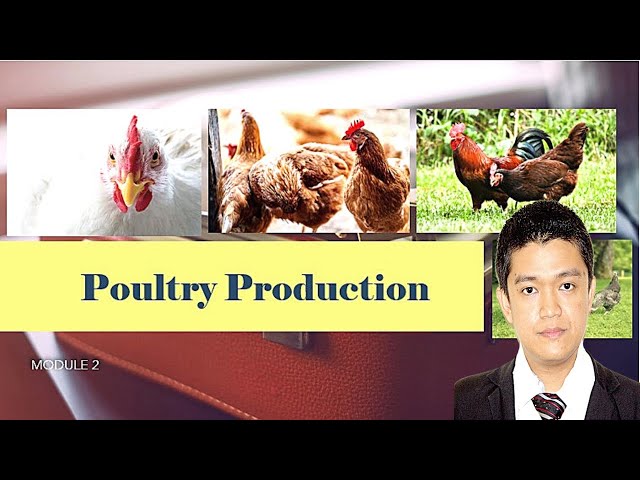 POULTRY 1 | Introduction to Poultry Production | Module 2