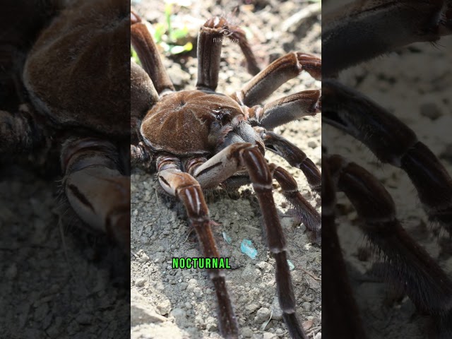 Behold the Goliath Birdeater! 🕷️ #spider #documentary #animal #insects