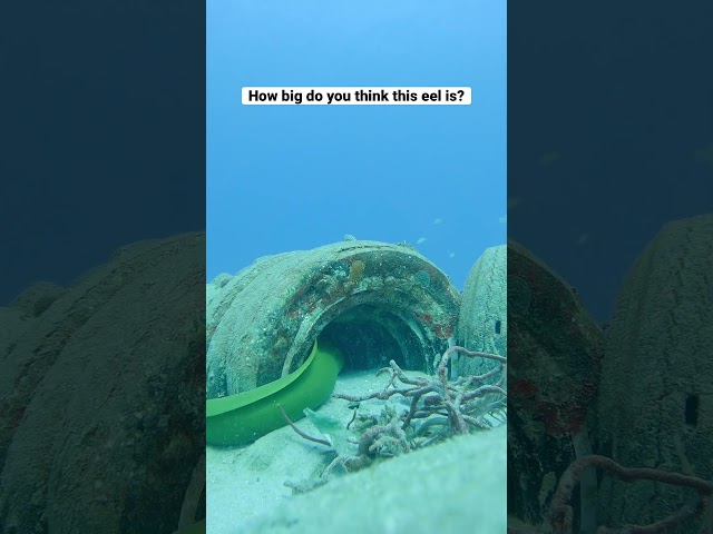 Green Moray hunting in an artificial reef made of tires.