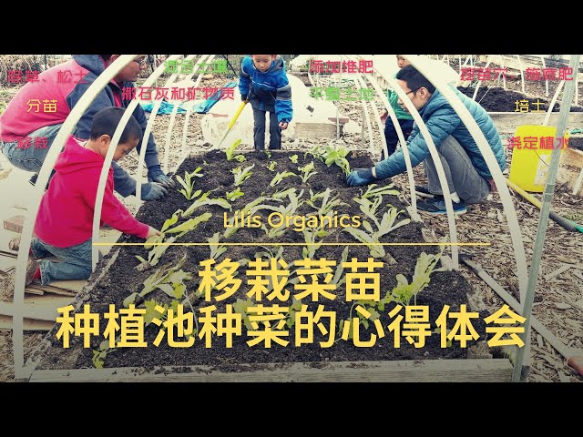 移栽了一些莴笋生菜油麦菜芹菜和蚕豆到升高的种植池里面 | 分享种植池种菜的心得体会
