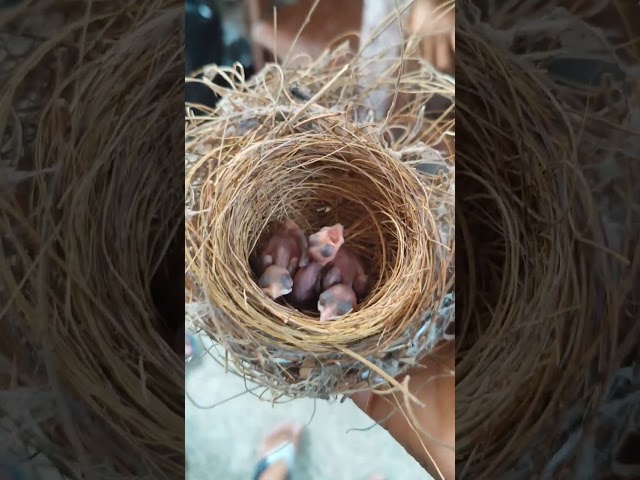 birds newborn #birds #environment #birds