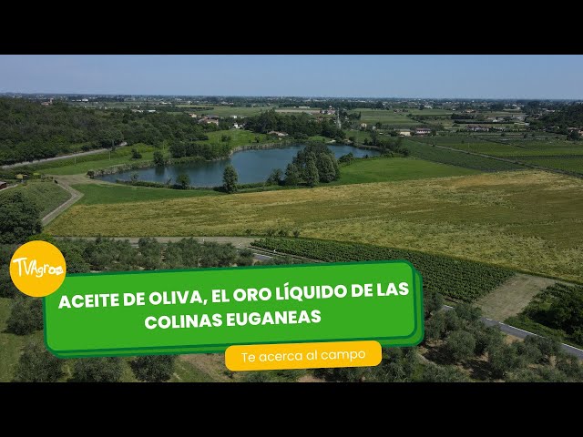 Aceite de Oliva, El oro liquido de Las Colinas Euganeas - TvAgro por Juan Gonzalo Angel Restrepo
