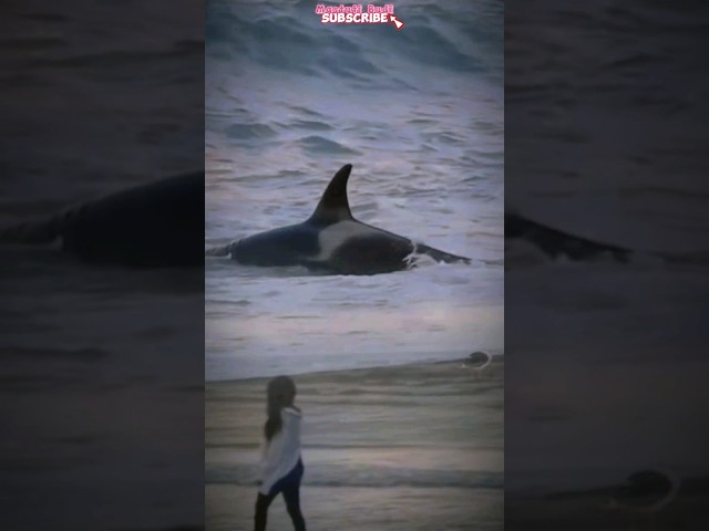 SEEING ORCA WHALE STRANDED #animals #wildanimals #shortvideo
