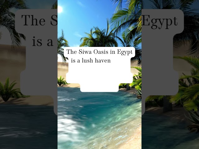 The Desert Oasis| #egypt #sahara #shorts #viral #youtubeshorts