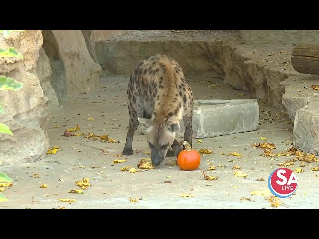 Wild Wednesday: Hyenas are hysterical, but are they dogs? Fiona finds out | SA Live | KSAT 12