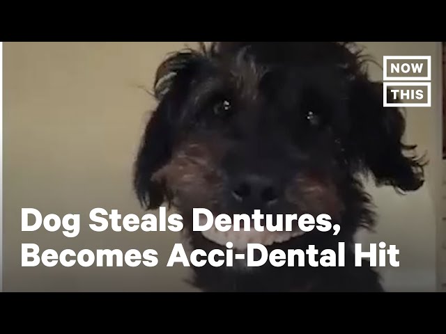 Denture-Stealing Puppy Becomes Internet Sensation | NowThis