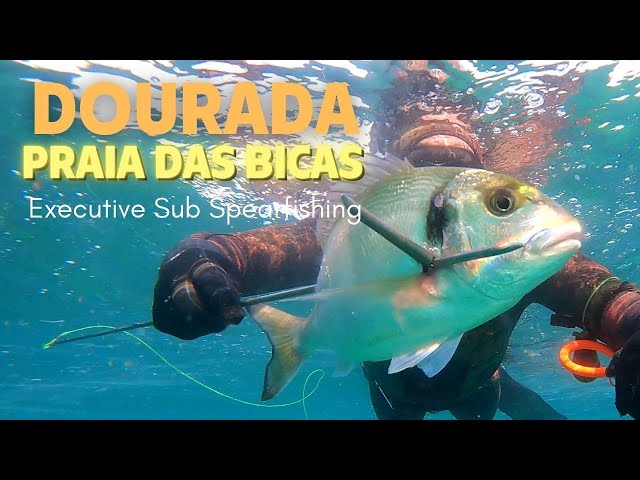 Dourada (Spearfishing Portugal)