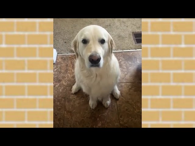 Cute Dog Hugs His Brother saying sorry | Dog says Sorry