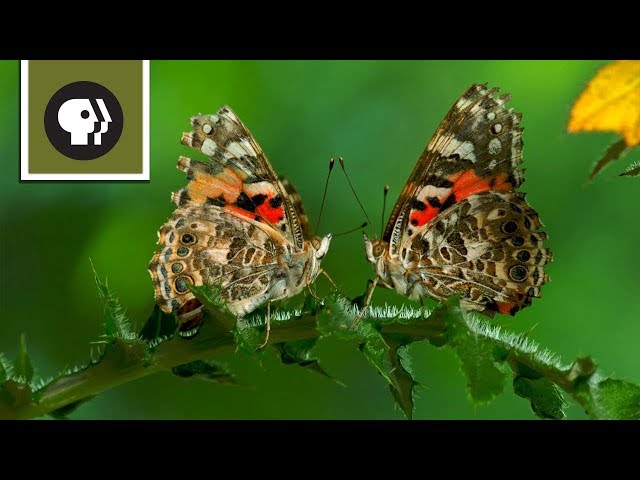 The Remarkable Way that Butterflies Mate