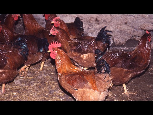 The capons. Castrated chickens and their traditional breeding | Veterinary | Documentary film
