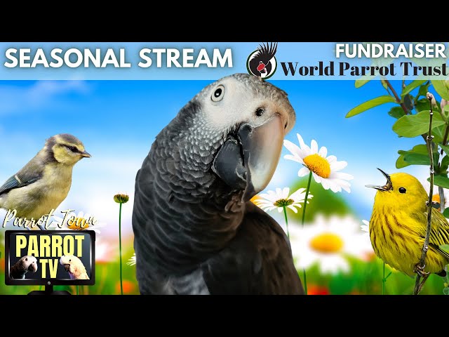 Springtime Birbs | Uplifting Music Mix & Nature Sounds for Birds | Parrot TV for Your Bird Room🌸