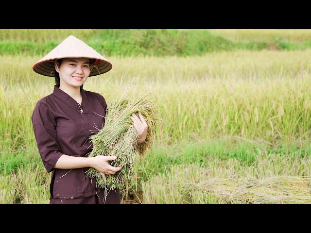Free life, Lassie Live and Cooking in Nature, Harvest Rice