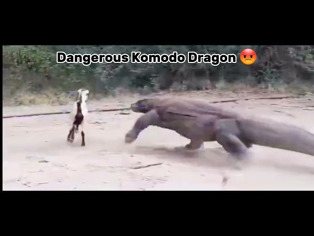😱😱Komodo dragon attacking big goat[Full Video]#shorts #goat #komodo