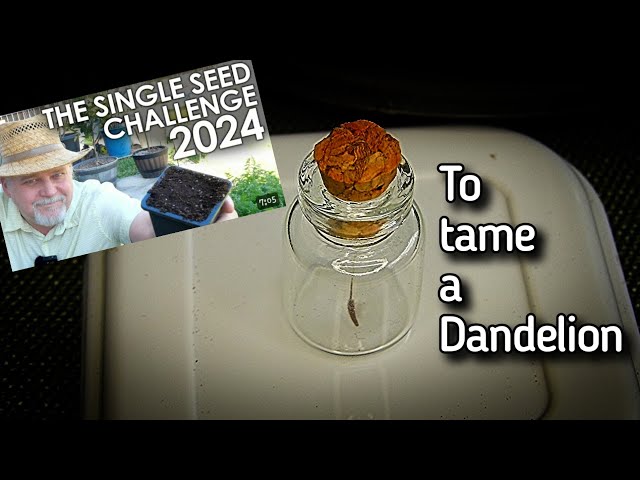 Single Seed Challenge 2024 | To tame a Dandelion | Episode one: Obtaining and seeding the one seed