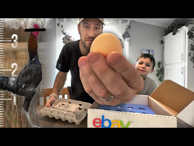 Hatching the TALLEST chickens on eBay | KEBONNIXS 12 Egg Incubator