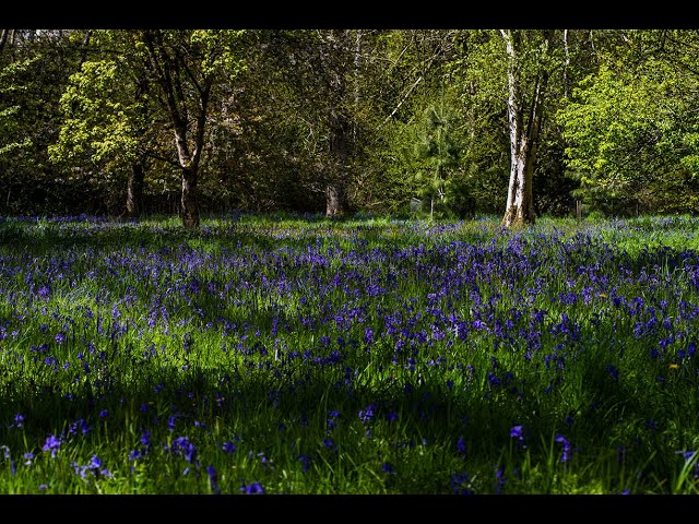 Bluebells at Westonbirt Arboretum | Where to see bluebells