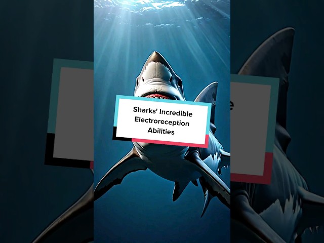 Sharks' Incredible Electroreception Abilities