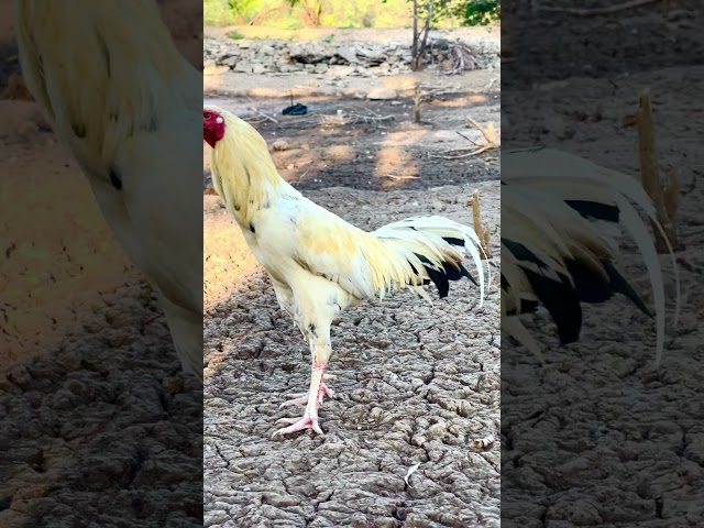 #roosterandhen #chicken #animals #hen #henchicken #rooster #birds #roostersandhens