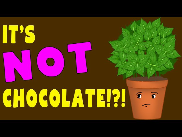 Does CHOCOLATE MINT taste like CHOCOLATE? / Chocolate mint plant taste