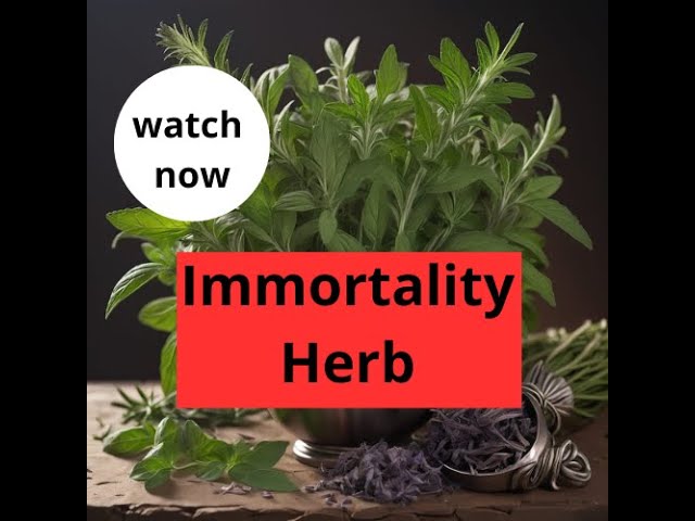 Unveiling the Myth  The Immortality Herb #immortality #staycurious #herbalmedicines