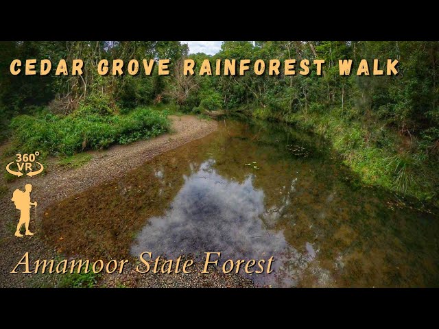 Cedar Grove Rainforest Walk, Amamoor State Forest - 360° Walkthrough