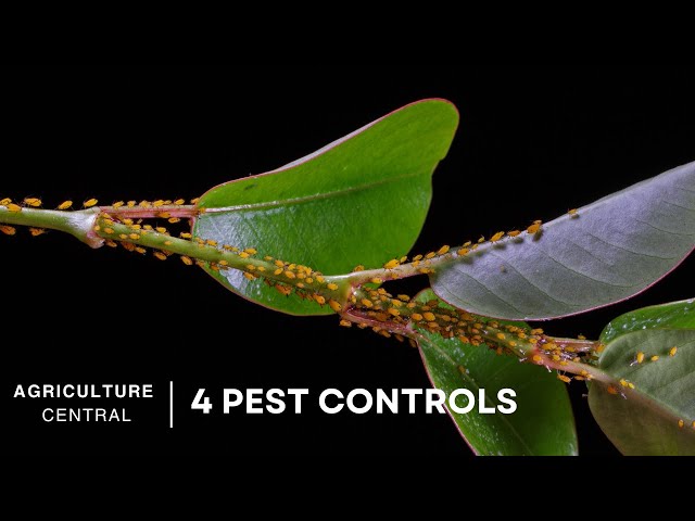 Stop Pests Completely : Tried & Tested Methods for Effective Pest Removal | Pest Control Techniques