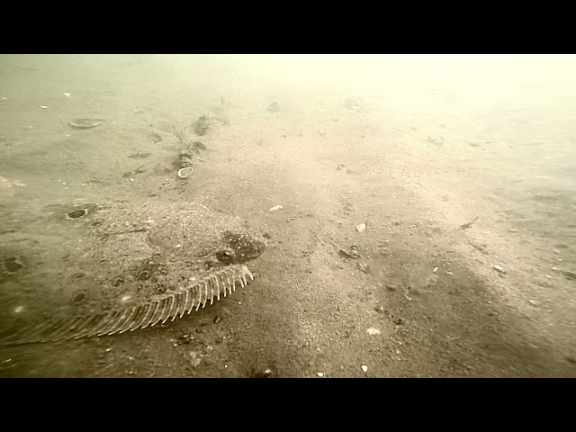 GoPro video of Flounder