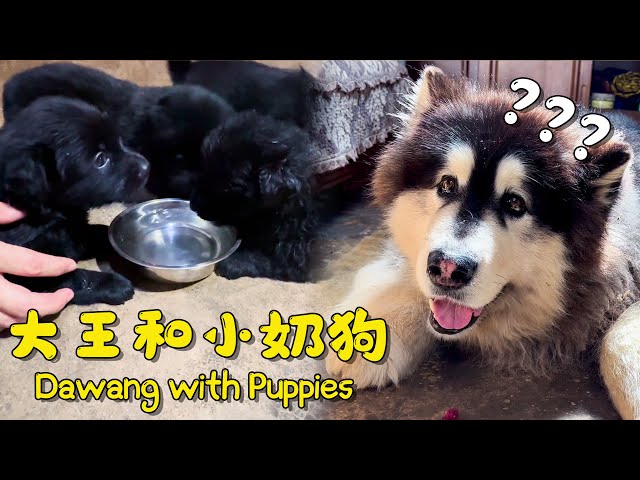 Dawang with Puppies