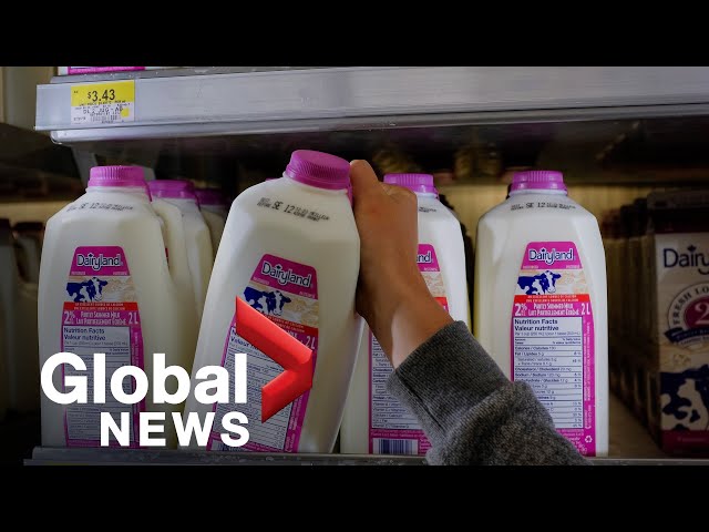 Milk prices soar across Canada as record price increases for farmers kick in