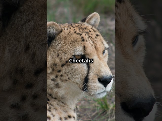 Speed Secrets: Unveiling the Cheetah's Mystique
