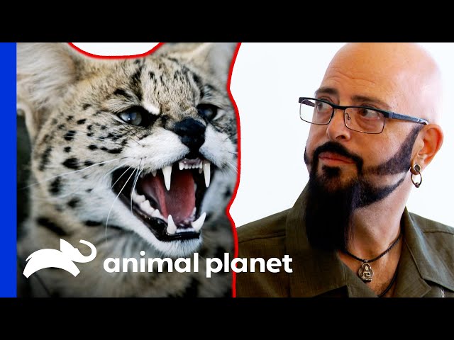 Serval Cat Descendant Tests Jackson's Bravery | My Cat From Hell
