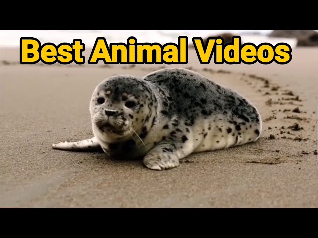 Best Animal Videos