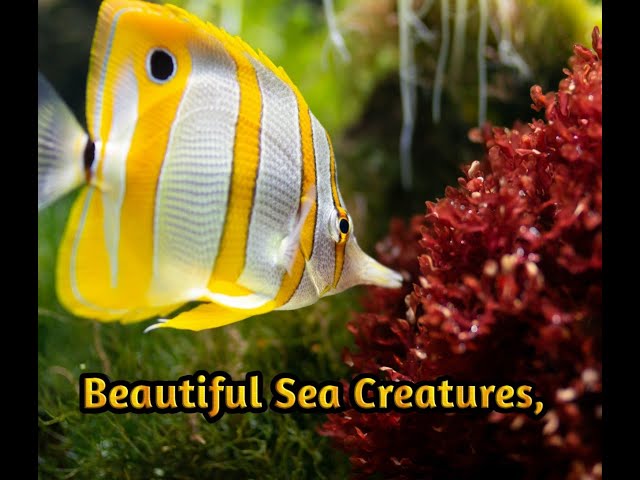 The most beautiful coral reefs and undersea fish creature on earth-2021