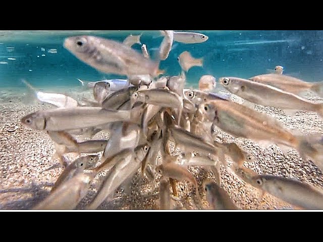 4k satisfying video how fish eat under the water 👍