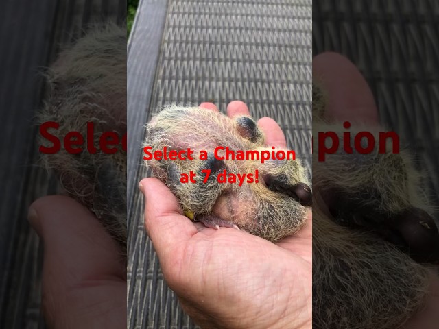 Select a Champion at 7 Days Old! #racingpigeons #pigeons #pigeonvideos