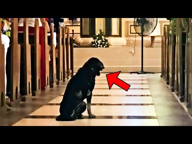 Der Hund weigert sich, die Kirche zu verlassen. Der Priester schaut in die Kamera und ist schockiert