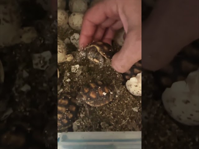 Baby Tortoise Eggs Hatching!